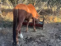 Horse (M), Horses — photo 2