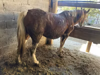 Yegua, Caballos — foto 5