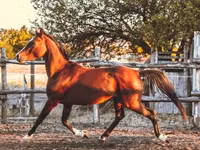 Horse (M), Shagya — photo 3