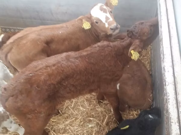 Bull, Limousin cow