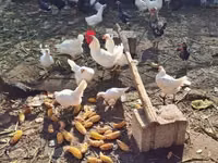 Bantam japonesa — foto 2