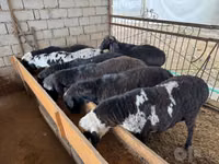 Carnero, Blackheaded Persian sheep — foto 3