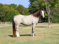 母马, Skyros Pony — 照片 3
