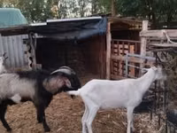 Cabras (lote, sexo no especificado), Cabras — foto 1
