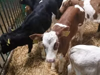 Cattle (batch, sex not specified), Simmental cattle — photo 7