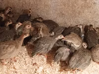 Guinea fowl — Foto 4