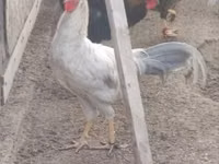 Chickens — Foto 2
