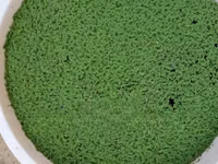 Azolla Starter Pack With a Free Guidance - 2000 Ml — फ़ोटो 3