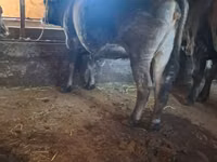Bull, Cattle — photo 2
