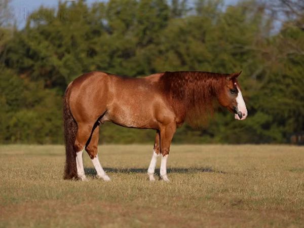 Horse (M), Quarter Horse