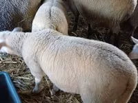 Ram, Romanov sheep — photo 3