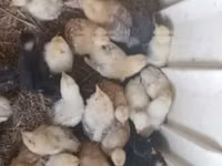 Chickens — Foto 6