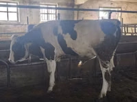 Bull, Simmental cattle — photo 4