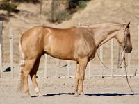 Horse (M), Quarter Horse — photo 2