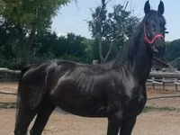 Stute, Friesian — Foto 4