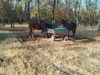 Yegua, Caballos — foto 5
