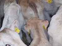 Rinder (Partie, Geschlecht nicht angegeben), Simmental cattle — Foto 2
