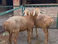 Schaf, Arashan sheep — Foto 2