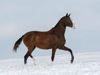 Mare, Akhal-Teke — photo 5