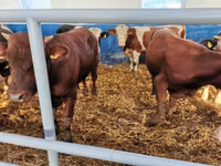 Rinder (Partie, Geschlecht nicht angegeben), Simmental cattle — Foto 5