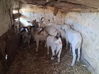 Cabra, Cabras — foto 2