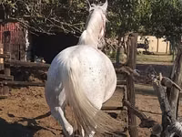 Stute, Lipizzaner — Foto 2
