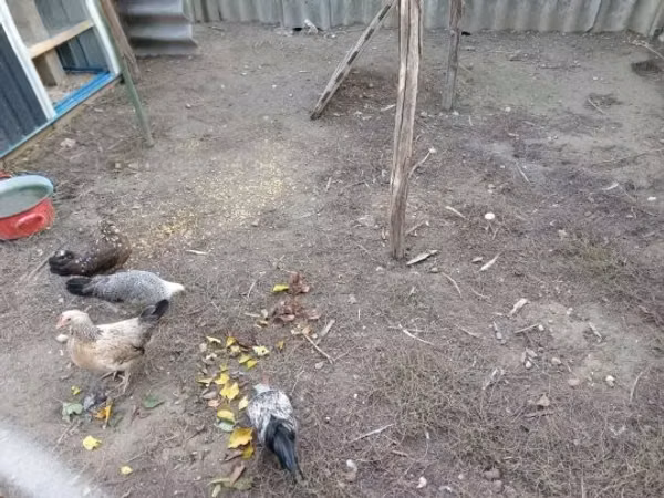 gallina danesa