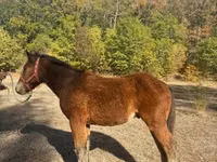 Horse (M), Međimurje horse — photo 2