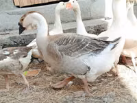 Geese — photo 3