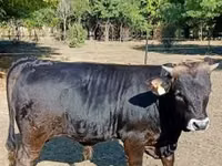 सांड, भूरी कार्पातियन नस्ल — फ़ोटो 2