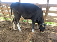 母牛, Holstein breed — 照片 7