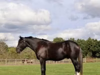 Hengst, Percheron — Foto 2