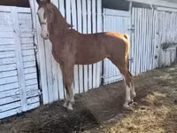 Mare, Dutch warmblood horse — photo 1