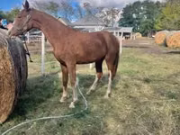 Mare, Dutch warmblood horse — photo 3
