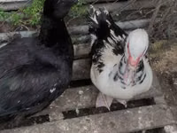 Ducks — الصورة 4