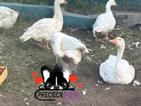 Geese — الصورة 3