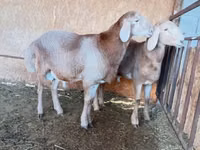 Widder, Arashan sheep — Foto 3