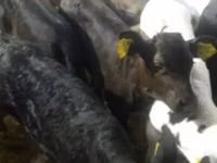 Cattle (batch, sex not specified), Simmental cattle — photo 7
