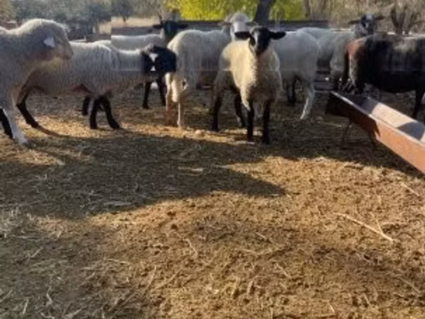 Ram, White Suffolk sheep