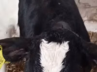 Rinder (Partie, Geschlecht nicht angegeben), Russian Black pied cattle — Foto 4