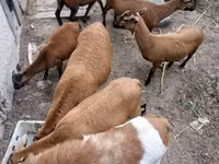 Carnero, Cameroon sheep — foto 6