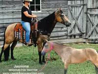 घोड़ी, Missouri foxtrotter — फ़ोटो 1