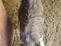 Billy Goat, Toggenburg goat — photo 3