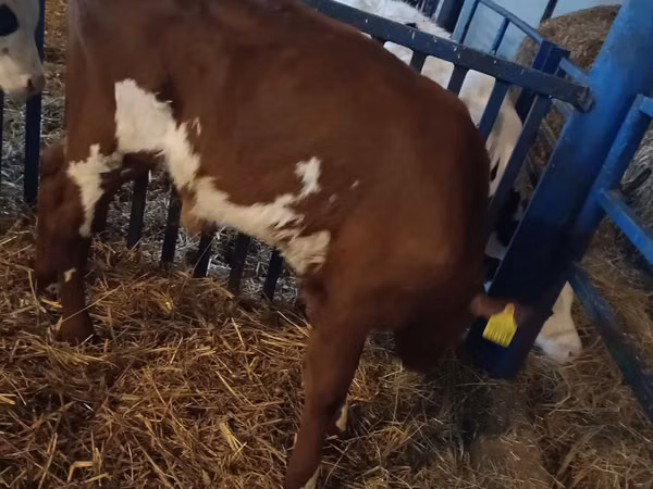 Toro, Simmental cattle