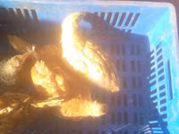 Chickens — Foto 2