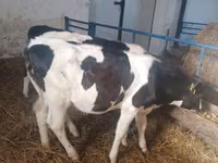 Vaca, Russian Black pied cattle — foto 5