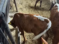 Rinder (Partie, Geschlecht nicht angegeben), Simmental cattle — Foto 5