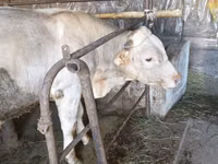 Bulle, Swiss cattle — Foto 3
