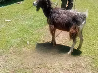 Ziegenbock, Alpine goat — Foto 1