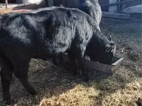 牛只（批次，未指定性别）, Cattle — 照片 2